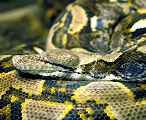 Related Images Gallery: Python from Malaysia and Indonesia