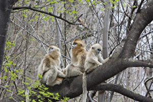 Qinling Mountains, Golden Monkey group in tree Qinling Mountains, Golden Monkey group in tree