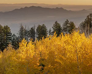 Quaking aspen fall leaf colors in the foreground looking east on the 10K Trail Quaking aspen fall leaf colors in the foreground looking east on the 10K Trail