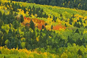 Images Dated 6th October 2011: Quaking aspen in stages of color on Baldy mountain, Populus tremuloides, New Mexico