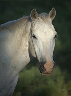 Quarter horse, Philmont Scout Ranch, Cimarron, NM Quarter horse, Philmont Scout Ranch, Cimarron, NM