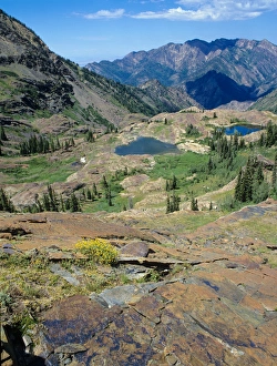 Quartzite Rock Polished by Glacier, Wildflowers above Lake blanche, Big Cottonwood Canyon Quartzite Rock Polished by Glacier, Wildflowers above Lake blanche, Big Cottonwood Canyon