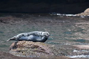 Quebec, Canada. Grey seal near Rocher Perce (Perce Rock) Quebec, Canada. Grey seal near Rocher Perce (Perce Rock)