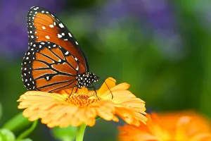 Queen Butterfly on marigold, Sammamish Washington Queen Butterfly on marigold, Sammamish Washington