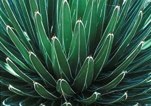 This Queen Victoria agave plant was on display at the Albuquerque botanical Gardens This Queen Victoria agave plant was on display at the Albuquerque botanical Gardens