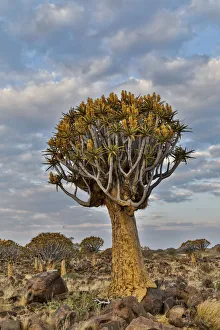 <b class=qtipBold><figcaption>Quiver trees landscape, Namibia</figcaption></b><br><em>© Copyright Darrell Gulin / Danita Delimont</em> Quiver trees landscape, Namibia
