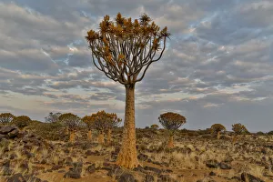 <b class=qtipBold><figcaption>Quiver trees landscape, Namibia</figcaption></b><br><em>© Copyright Darrell Gulin / Danita Delimont</em> Quiver trees landscape, Namibia