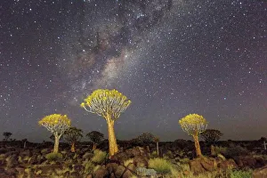 Quiver trees landscape at night with Milky Way, Namibia Quiver trees landscape at night with Milky Way, Namibia
