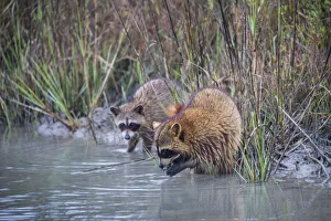 Raccoons (Procyon lotor) feeding Raccoons (Procyon lotor) feeding