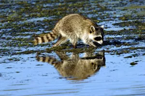 Images Dated 18th March 2007: Racoon Clamming in Tidewater