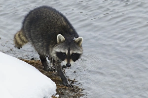 Images Dated 20th January 2016: Racoon; winter foraging