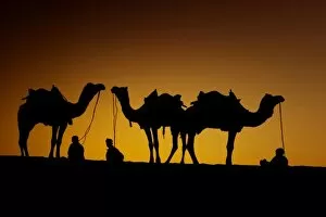 Images Dated 4th February 2007: Ragasthan, India, Indian sub-continent, Young men resting with their camel at sunset
