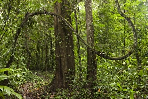 Rain Forest Understory Cocaya River. Eastern Amazon Rain Forest. Border of PERU &ECUADOR Rain Forest Understory Cocaya River. Eastern Amazon Rain Forest. Border of PERU &ECUADOR