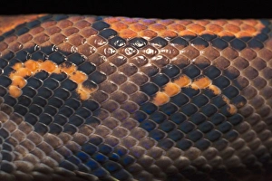 Rainbow Boa (Epicrates cenchria cenchria) CAPTIVE Amazon rainforest, ECUADOR Rainbow Boa (Epicrates cenchria cenchria) CAPTIVE Amazon rainforest, ECUADOR