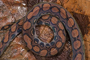 Rainbow Boa (Epicrates cenchria cenchria) Amazon, ECUADOR Rainbow Boa (Epicrates cenchria cenchria) Amazon, ECUADOR