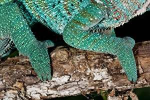 Rainbow Panther Chameleon Fucifer pardalis Native to Madagascar Rainbow Panther Chameleon Fucifer pardalis Native to Madagascar