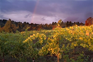Rainbow in stormy sky over vineyard spotlighted with bright sun in Willamette Valley Rainbow in stormy sky over vineyard spotlighted with bright sun in Willamette Valley