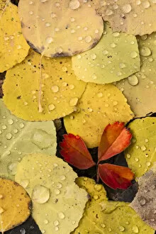 Raindrops on autumn aspen leaf pattern, Uncompahgre National Forest, Colorado