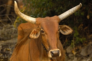 Rajasthani village cow. Pushkar, Rajasthan. INDIA Rajasthani village cow. Pushkar, Rajasthan. INDIA