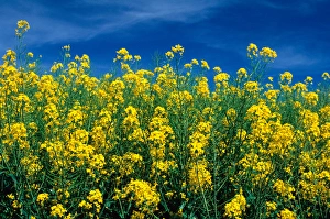 A rapeseed farm also known as canola near Grangeville, Idaho. rapeseed, canola A rapeseed farm also known as canola near Grangeville, Idaho. rapeseed, canola