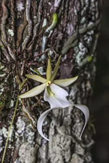 Rare ghost orchid only grows in swamps in South Florida Rare ghost orchid only grows in swamps in South Florida