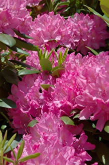 Reading, MA, USA, pink Rhododendron in full bloom Reading, MA, USA, pink Rhododendron in full bloom