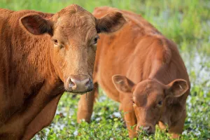 Red angus cow and calf drinking water from pond, Florida Red angus cow and calf drinking water from pond, Florida