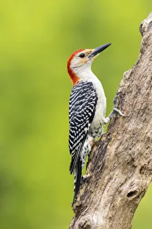 Red-bellied woodpecker male on dead tree, Marion County, Illinois Red-bellied woodpecker male on dead tree, Marion County, Illinois