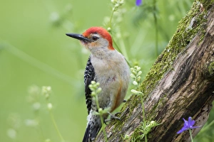 Red-bellied Woodpecker (Melanerpes carolinus) male in flower garden, Marion County, IL Red-bellied Woodpecker (Melanerpes carolinus) male in flower garden, Marion County, IL