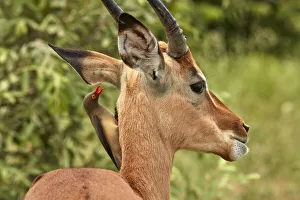 Red-billed Oxpecker (Buphagus erythrorhynchus), on Impala (Aepyceros melampus melampus) Red-billed Oxpecker (Buphagus erythrorhynchus), on Impala (Aepyceros melampus melampus)