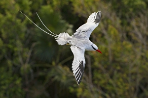 <b class=qtipBold><figcaption>Red-billed Tropicbird</figcaption></b><br><em>© Ken Archer / DanitaDelimont.com</em> Red-billed Tropicbird