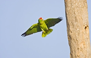 Red-crowned Parrot (Amazona viridigenalis) adult searching for a nesting cavity in palm Red-crowned Parrot (Amazona viridigenalis) adult searching for a nesting cavity in palm