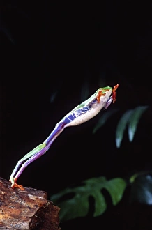 Red Eye Treefrog Jumping, Agalychinis callidryas, Native to Central America Red Eye Treefrog Jumping, Agalychinis callidryas, Native to Central America