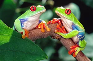 Red Eye Treefrog Pair, Agalychinis callidryas, Native to Central America Red Eye Treefrog Pair, Agalychinis callidryas, Native to Central America