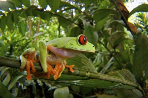 Red-Eyed Tree Frog (Agalychnis calidryas), Central America Red-eyed Treefrog (Agalychnis Red-Eyed Tree Frog (Agalychnis calidryas), Central America Red-eyed Treefrog (Agalychnis