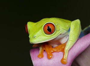 Tree Frogs Gallery: Red-eyed tree frog, Agalychnis callidryas, captive, controlled conditions
