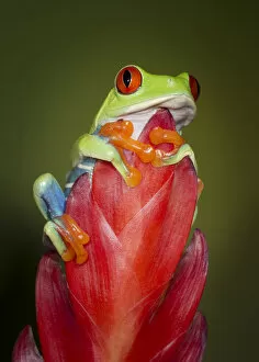 Tree Frogs Gallery: Red-eyed tree frog, Agalychnis callidryas, captive, controlled conditions