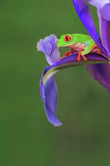 Frog Gallery: Red-eyed tree frog climbing on iris flower