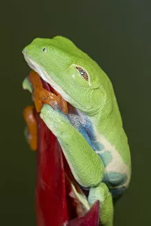 Tree Frogs Gallery: Red-eyed tree frog showing extra eyelid, Agalychnis callidryas, captive, controlled