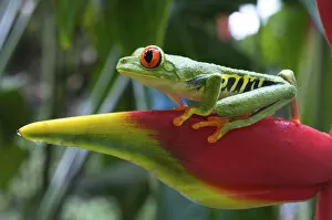 Images Dated 24th January 2009: Red-eyed Treefrog (Agalychnis callidryas) is an arboreal hylid native to Neotropical
