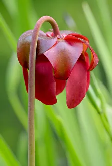 Red flower of the Pitcher plant (sarracenia rubra), a carnivorous plant Red flower of the Pitcher plant (sarracenia rubra), a carnivorous plant