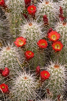 Red flowers of claret cup cactus bloom in spring near Hurricane Utah Red flowers of claret cup cactus bloom in spring near Hurricane Utah