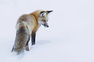 Red fox, intently listening for a potential meal beneath the snow Red fox, intently listening for a potential meal beneath the snow