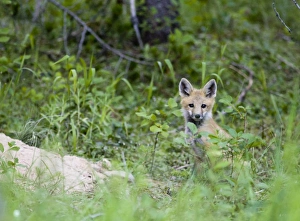 Red fox pup at den site in Glacier National Park in Montana Red fox pup at den site in Glacier National Park in Montana