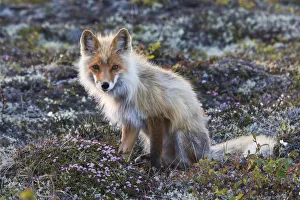 <b class=qtipBold><figcaption>Red Fox; tundra in bloom</figcaption></b><br><em>© Ken Archer / DanitaDelimont.com</em> Red Fox; tundra in bloom