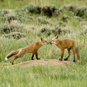 Red Fox (Vulpes Fulva) Kits at den near Saratoga, Wyoming Red Fox (Vulpes Fulva) Kits at den near Saratoga, Wyoming