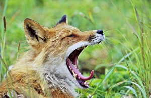 Red Fox (Vulpes vulpes), Alaska. America, North America, USA, Alaska, July Red Fox (Vulpes vulpes), Alaska. America, North America, USA, Alaska, July