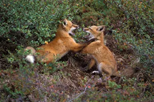 red fox, Vulpes vulpes, pair of kits playing, 1002 coastal plain of the Arctic National red fox, Vulpes vulpes, pair of kits playing, 1002 coastal plain of the Arctic National