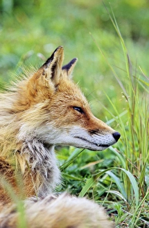 Red Fox (Vulpes vulpes) portrait, Alaska. America, North America, USA, Alaska, July Red Fox (Vulpes vulpes) portrait, Alaska. America, North America, USA, Alaska, July