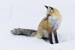 <b class=qtipBold><figcaption>Red Fox Winter</figcaption></b><br><em>© Ken Archer / DanitaDelimont.com</em> Red Fox Winter